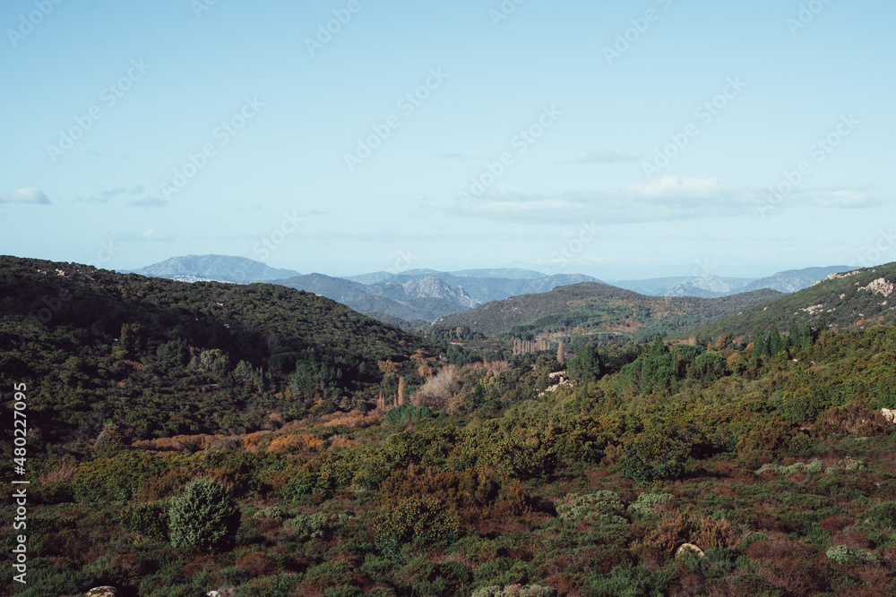 Fototapeta premium Mountainous landscape with forest