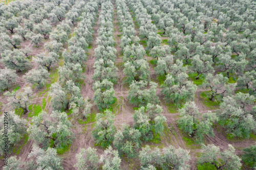 Vista aerea di uliveto biodinamico in puglia, per la produzione di olio extra vergine di oliva, puglia, italia photo