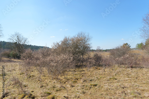 Chanfroy plain in fontainebleau forest
