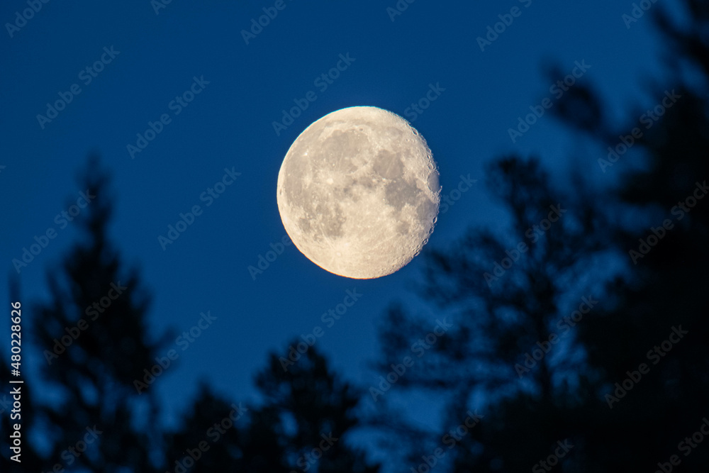 full moon over the trees
full moon over the trees