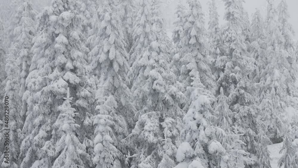 Evergreen Trees covered in White Snow during a snowy winter season day. Taken on top of Grouse Mountain, North Vancouver, British Columbia, Canada. Slow Motion Evergreen Trees covered in White Snow during a snowy winter season day. Taken on top of Grouse Mountain, North Vancouver, British Columbia, Canada. Slow Motion