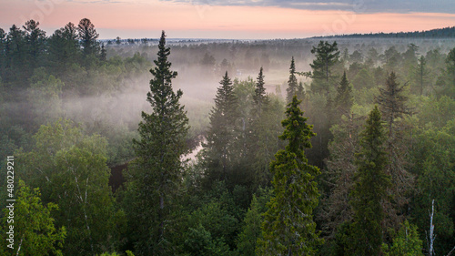 Quadro em tela foggy morning in the taiga