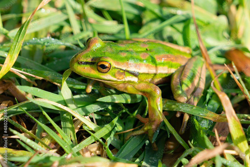 Naklejka premium Frog in grass camouflaged in greens.