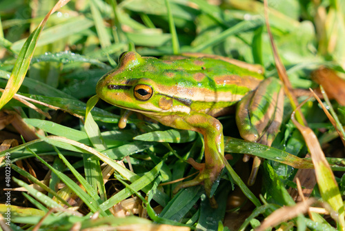 Frog in grass camouflaged in greens.
