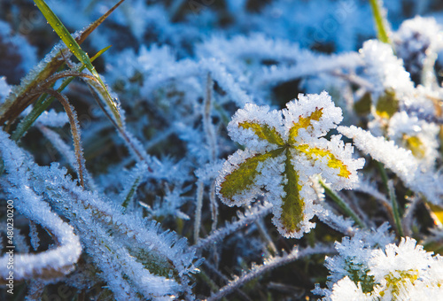 Foto Gelée blanche