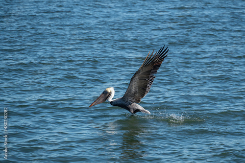 Brown Pelican lifting off from the water.