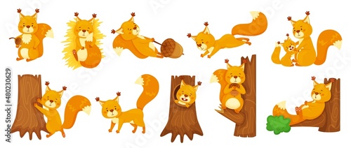 Cartoon cute squirrels sleeping, jumping, sitting on branch. Happy squirrel holding acorn, forest wildlife animal, woodland mascot vector set. Mother taking care of child, playing character