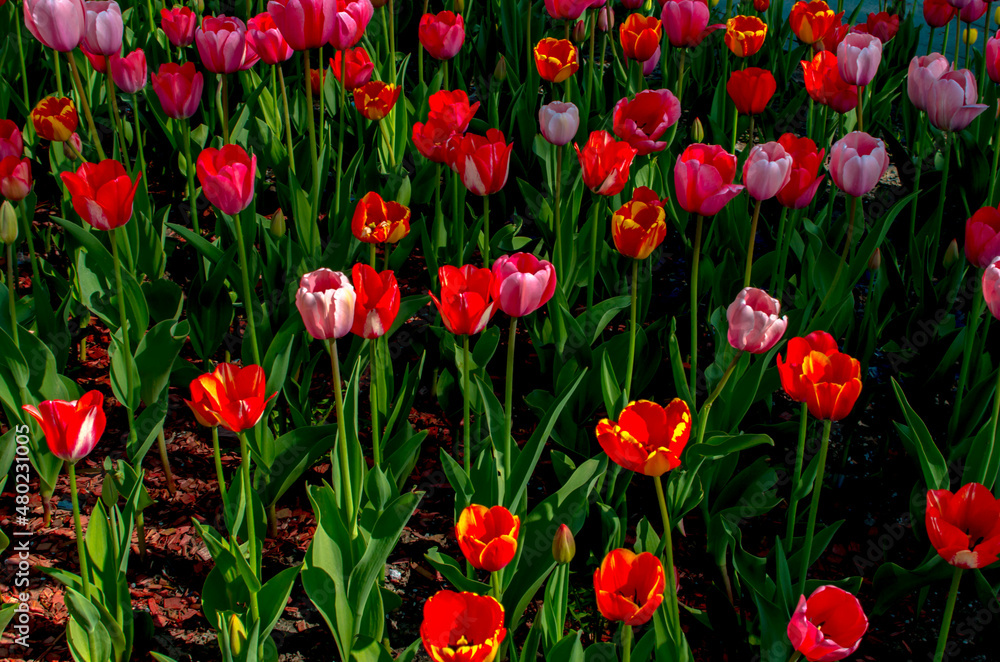 Fototapeta premium red tulips growing in a flower bed