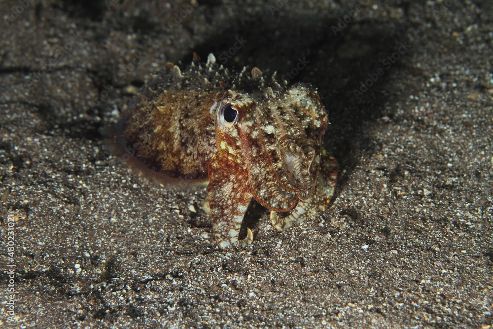 Cuttlefish behaviour on the sandy bottom of the night