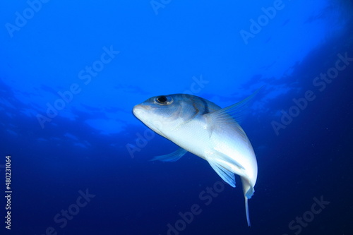 Silver fish swimming in the blue sea