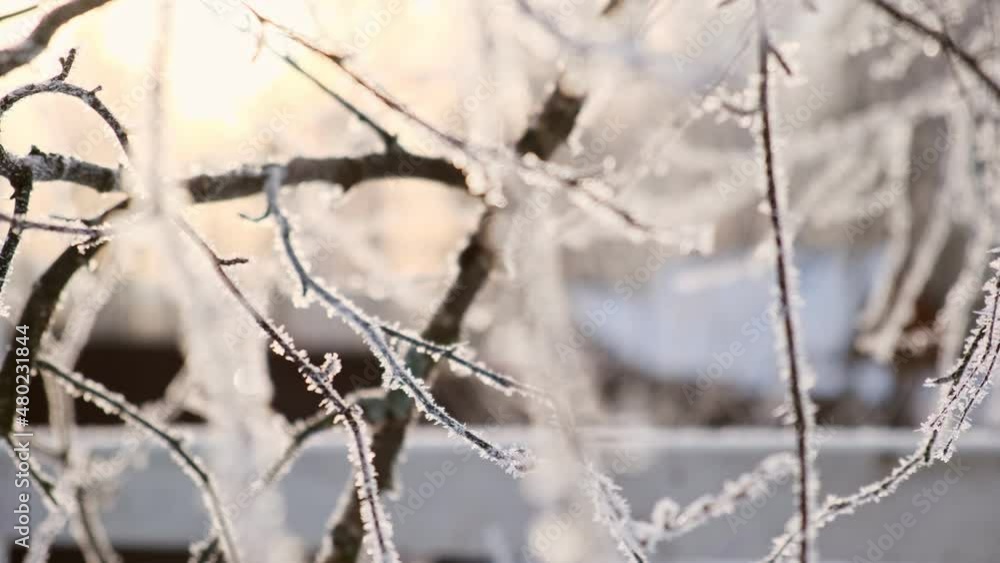 Frozen iced branches of birch tree against sun during sunny day in winter. Macro close up view of branches covered by snow in a winter forest. Plants in the wood at frosty weather. Nature landscape. Frozen iced branches of birch tree against sun during sunny day in winter. Macro close up view of branches covered by snow in a winter forest. Plants in the wood at frosty weather. Nature landscape.