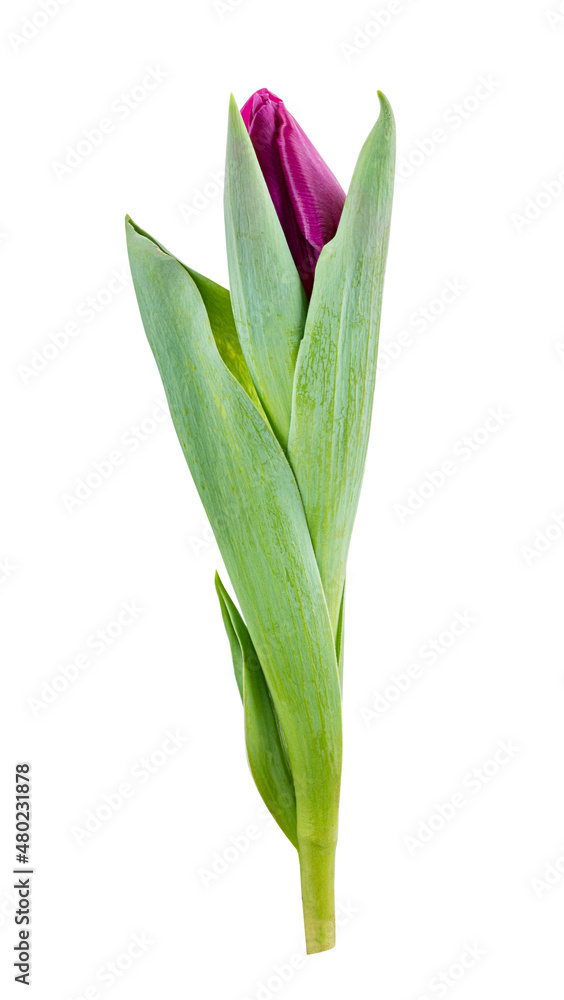 Obraz premium Tulip isolated on white background