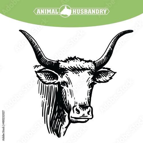 Isolated cow head on white background, vector sketch
