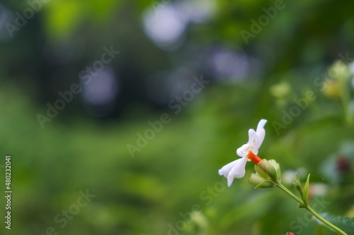 a wild jasmine flower