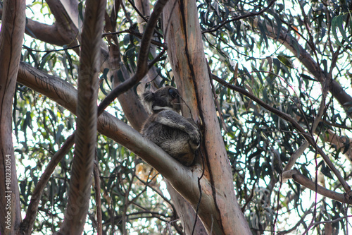 Photography Koala asleep