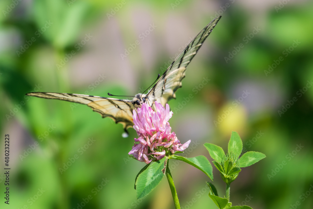 Beautiful Butterfly Scarce Swallowtail, Sail Swallowtail, Pear-tree Swallowtail, Podalirius. Latin name Iphiclides podaliriu. Butterfly collects nectar on flower. Beautiful Butterfly Scarce Swallowtail, Sail Swallowtail, Pear-tree Swallowtail, Podalirius. Latin name Iphiclides podaliriu. Butterfly collects nectar on flower.