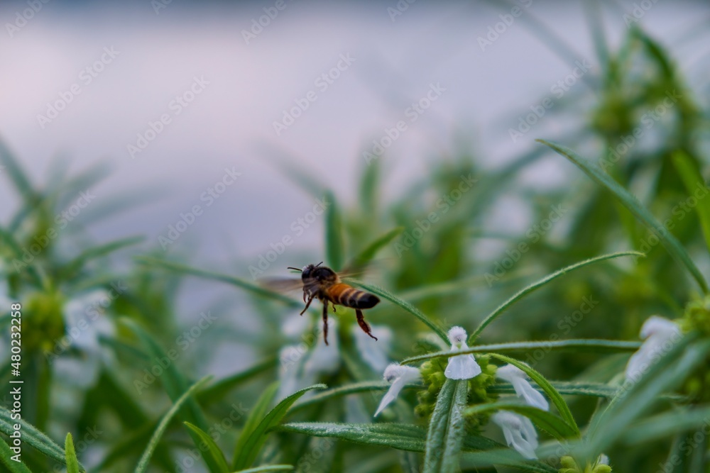 bee hovering through a group of flowering plants bee hovering through a group of flowering plants