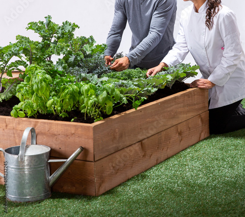 chefs harvesting backyard garden photo