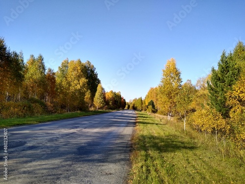 an asphalt road in an autumn forest with a blue sky. High quality photo