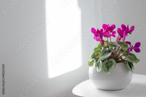 cyclamen in flowerpot on background white wall photo