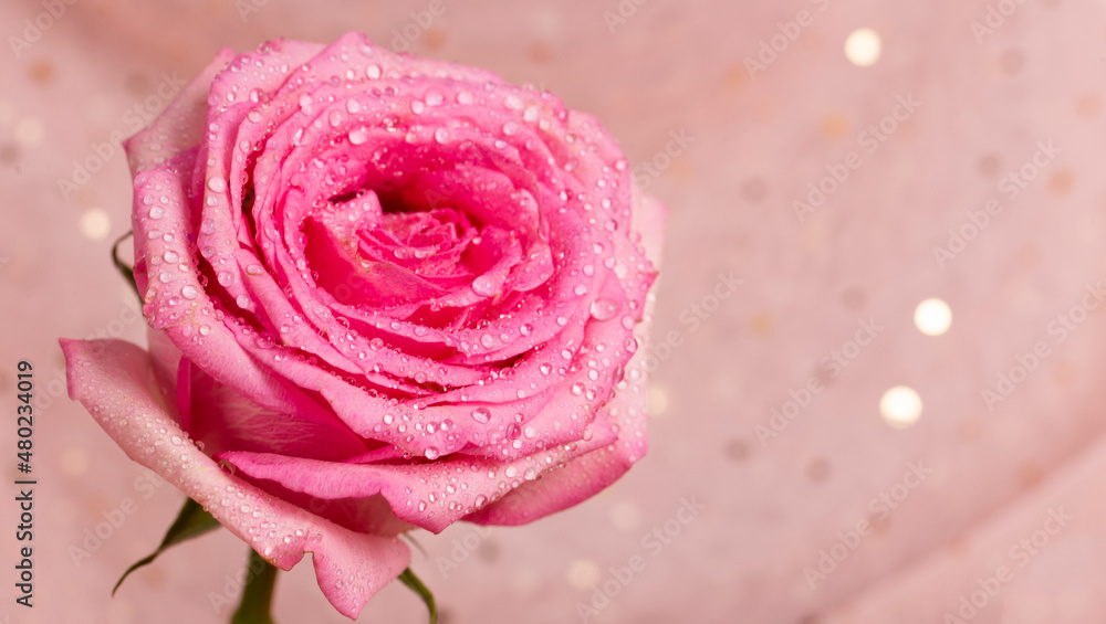 Beautiful summer banner for a website with a pink rose close up on a pastel pink background. Free space for text Beautiful summer banner for a website with a pink rose close up on a pastel pink background. Free space for text