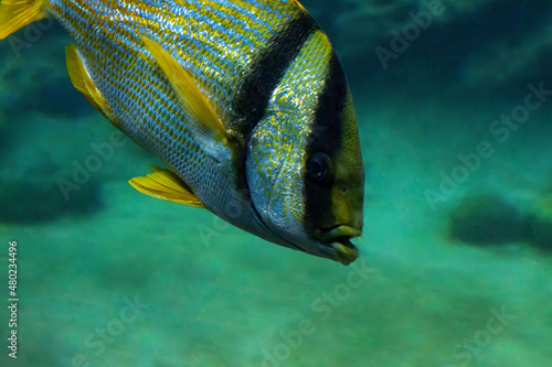 Porkfish / Grunt Fish Swimming Underwater photo