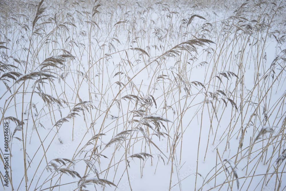 Fototapeta premium Grass stalks sticking out of the snow