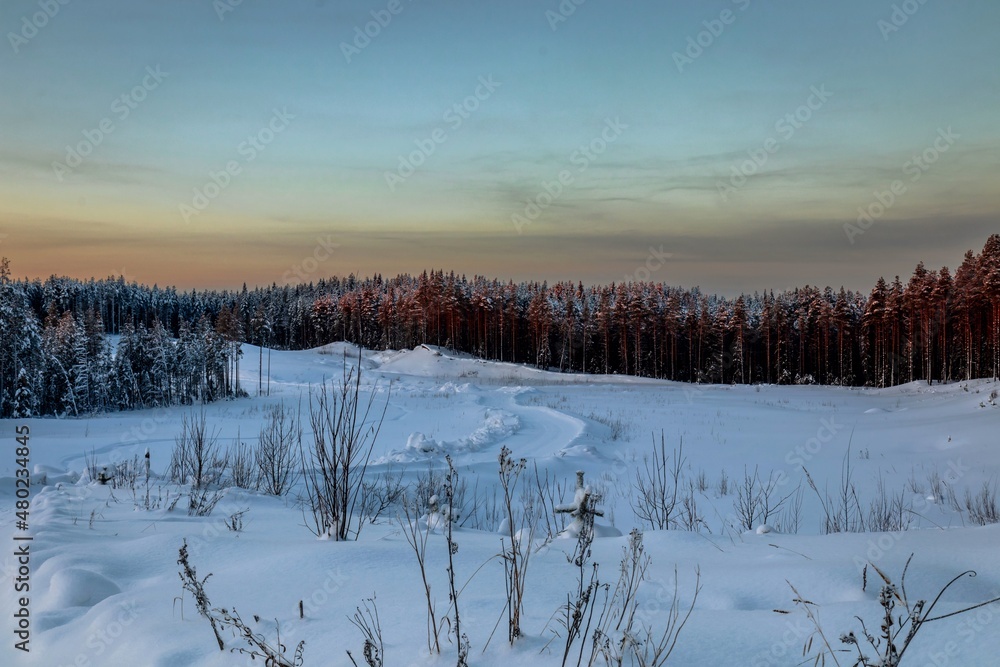 Calm winter view of the pine forest in the forest at sunrise. Travel concept