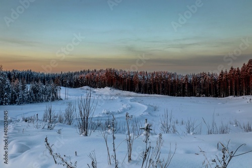 Calm winter view of the pine forest in the forest at sunrise. Travel concept © Aleksandr 44ARH