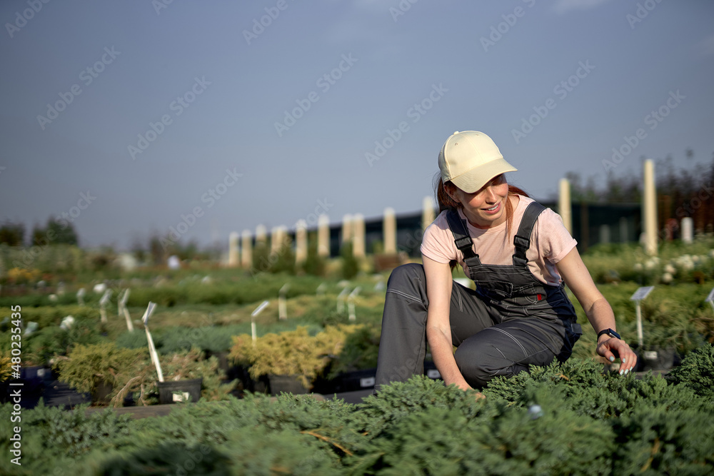 beautiful adult Caucasian woman gardener in greenhouse or plant nursery takes care of flowers and plants, European woman farmer grows flowers or plants in greenhouse in the morning, industrial beautiful adult Caucasian woman gardener in greenhouse or plant nursery takes care of flowers and plants, European woman farmer grows flowers or plants in greenhouse in the morning, industrial