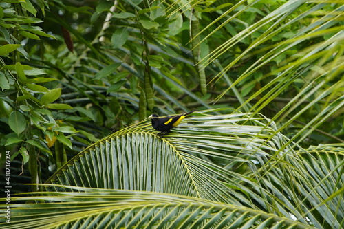 The Yellow-rumped Cacique (Cacicus cela) is a passerine bird in the New World family Icteridae. Amazon, Brazil
 photo