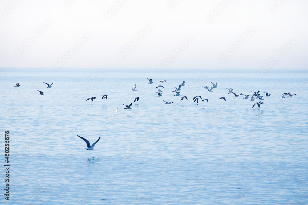 Seagulls, in flight, across the bay
