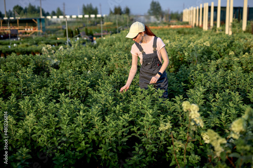 young female farmer in uniform and cap harvesting from hydroponics vegetable farm in greenhouse garden in morning, alone. Agriculture organic for health, Vegan food, Small business concept.
