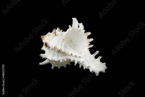 a chicoreus ramosus seashell on a black isolated background photo