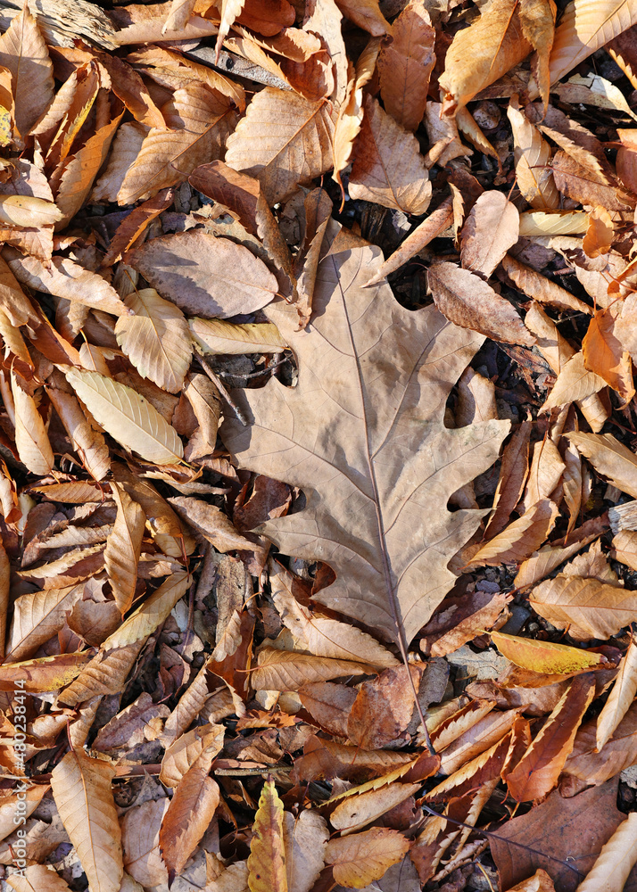 fall leaves fall leaves