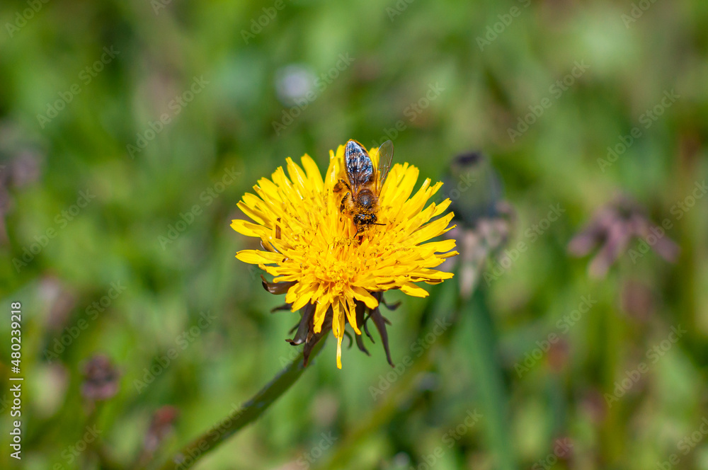 Insect is a pollinator, a bee collects pollen on spring flowers of honey plants. Cute workaholic on yellow dandelion in may, selective focus Insect is a pollinator, a bee collects pollen on spring flowers of honey plants. Cute workaholic on yellow dandelion in may, selective focus