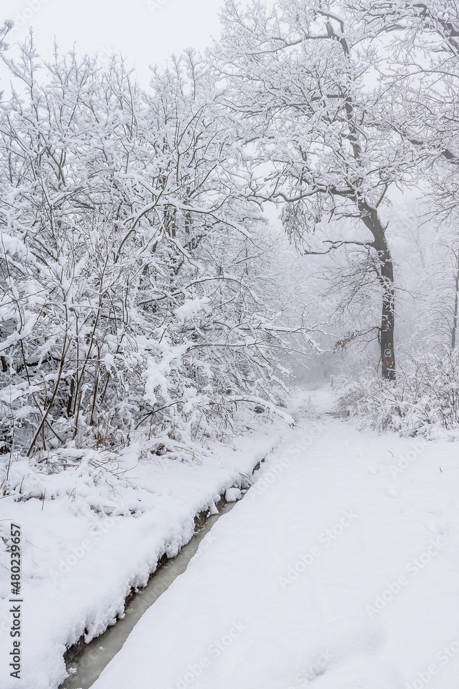 Obraz premium The frozen forest 