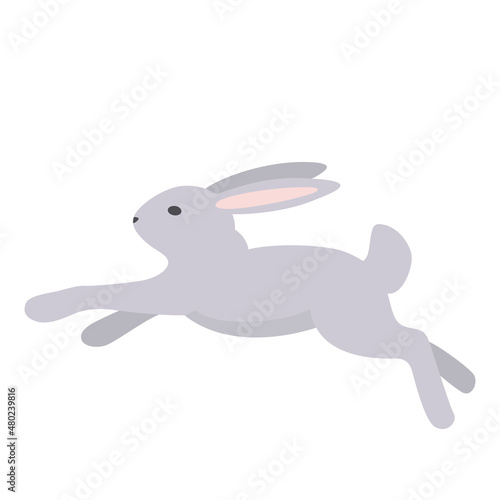 Rabbit 4