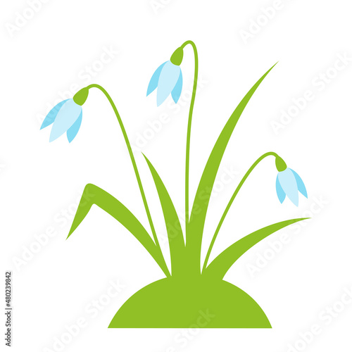 Snowdrops 2