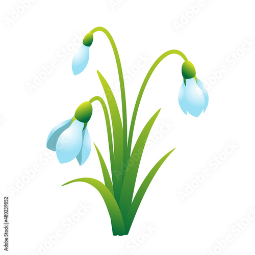 Snowdrops 3