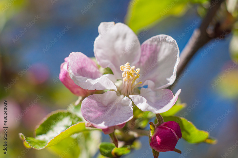 Close-up open flower of an apple tree against the sky, selective focus. Spring flowering fruit trees. Gardening is a wonderful creative work Close-up open flower of an apple tree against the sky, selective focus. Spring flowering fruit trees. Gardening is a wonderful creative work