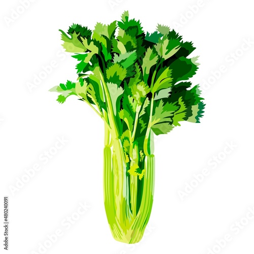 Stalks of celery with leaves for banners, flyers, posters, social media. Fresh organic and healthy, diet and vegetarian vegetables. Vector illustration isolated on white background