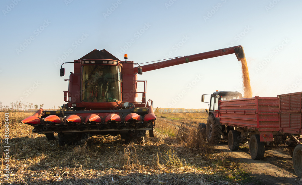 Pouring Corn Grain Into Tractor Trailer. Pouring Corn Grain Into Tractor Trailer.