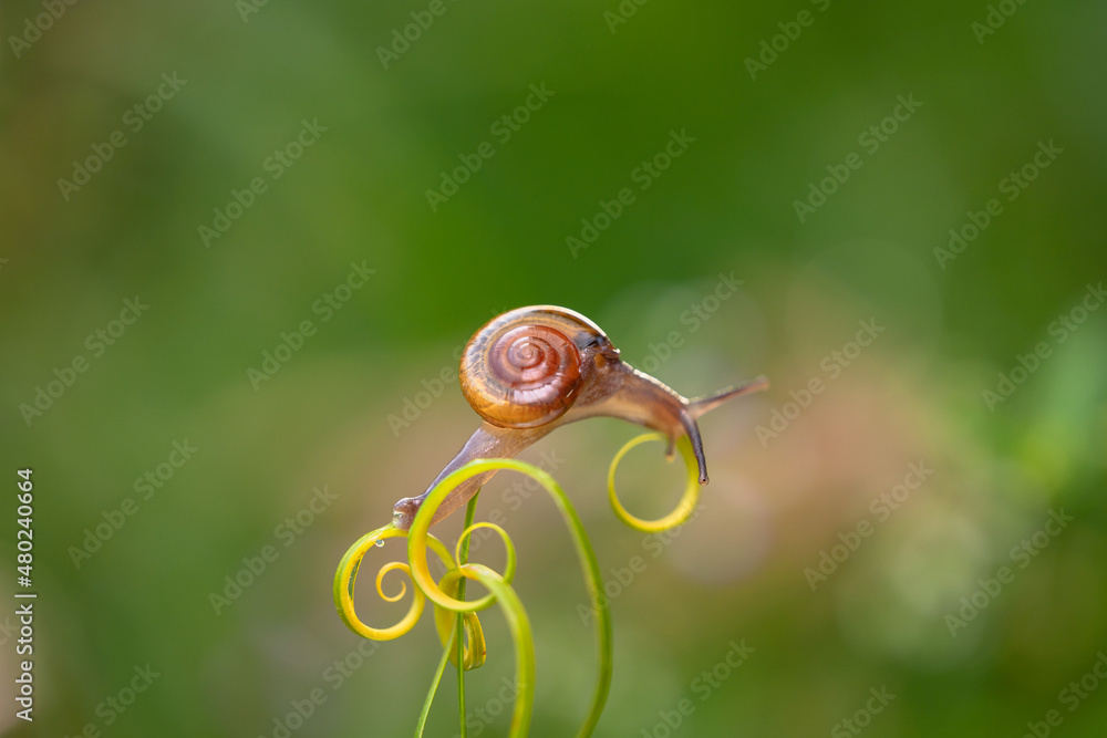 macro Small brown snail on a branch, Snail crawling on the tip of a leaf wrapped around it, looks beautiful beautifully with bokeh background, bokeh background for copy space text macro Small brown snail on a branch, Snail crawling on the tip of a leaf wrapped around it, looks beautiful beautifully with bokeh background, bokeh background for copy space text
