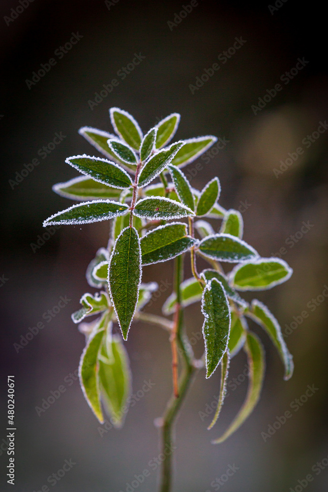 A close up of frosty leaves on a winters morning A close up of frosty leaves on a winters morning