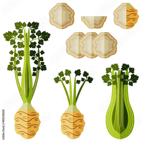 Set of celery root for banners, flyers, social media. Celery root with leaves. Half, quarter, and slices of celery root. Organic vegetables. Vector illustration in flat style. White background