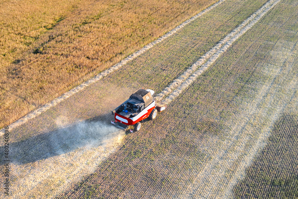 A two-phase method of harvesting grain. The grain harvester picks up and threshes the previously mown and dried roll of ears. Shooting from a drone.