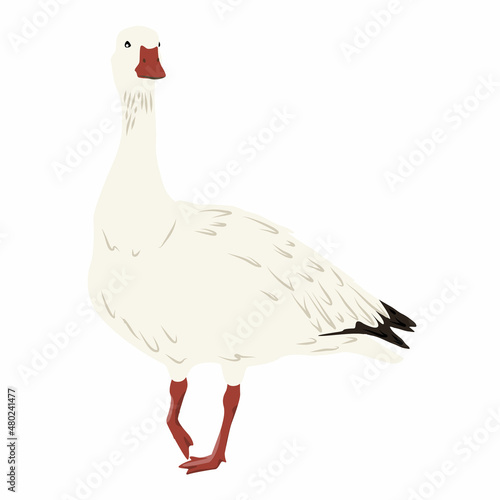 White arctic goose Anser caerulescens with raised foot. Birds of the North. Vector illustration