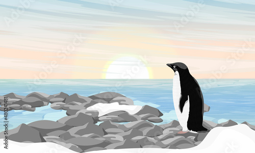 Obraz na plátně Adelie Penguin stands on rocks on shore and looks out to ocean
