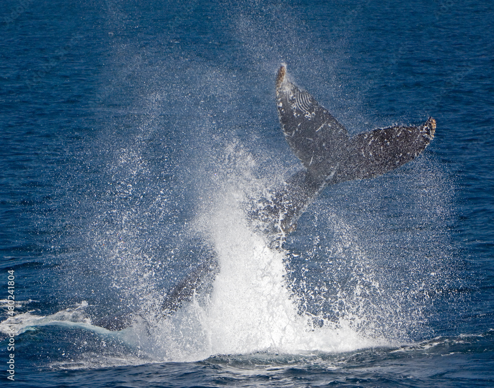 Fototapeta premium Humpback Whale Tail Slap Off Baja California